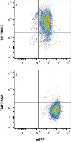 Human TMPRSS2 Antibody, R D Systems 25 &mu;g; Unconjugated:Antibodies,