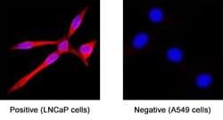Human TMPRSS2 Antibody, R D Systems 25 &mu;g; Unconjugated:Antibodies,
