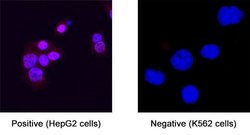 Human SF-1/NR5A1 Antibody, R D Systems:Antibodies:Primary Antibodies