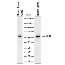 Human SF-1/NR5A1 Antibody, R D Systems:Antibodies:Primary Antibodies