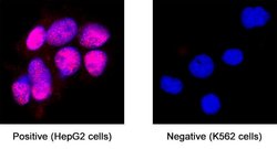Human SF-1/NR5A1 Antibody, R D Systems:Antibodies:Primary Antibodies