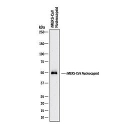 MERS-CoV Nucleocapsid Antibody, R D Systems 25 &mu;g; Unconjugated:Antibodies,