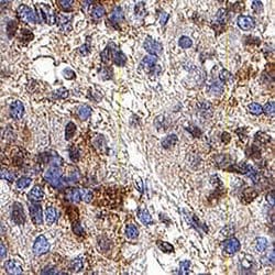 Human GHRHR Antibody, R D Systems 25 &mu;g; Unconjugated:Antibodies, Monoclonal