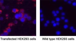 Human GHRHR Antibody, R D Systems 25 &mu;g; Unconjugated:Antibodies, Monoclonal