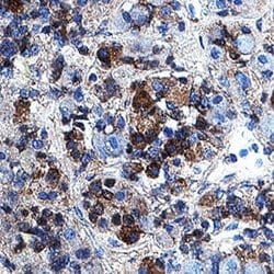 Human GHRHR Antibody, R D Systems 25 &mu;g; Unconjugated:Antibodies, Monoclonal