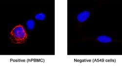 Human Fc gamma RIIIA/CD16a Antibody, R D Systems 100 &mu;g; Unconjugated:Antibodies,