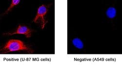Human GPR85 Antibody, R D Systems 25 &mu;g; Unconjugated:Antibodies, Monoclonal