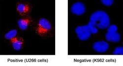 Human BCMA/TNFRSF17 Antibody, R D Systems 25 &mu;g | Buy Online | R&D Systems | Fisher Scientific