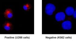 Human BCMA/TNFRSF17 Antibody, R D Systems:Antibodies:Primary Antibodies