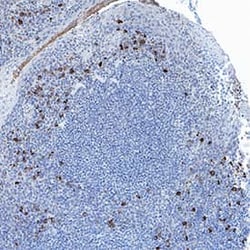 Human MFAP3 Antibody, R D Systems 25 &mu;g; Unconjugated:Antibodies, Monoclonal
