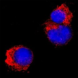 SARS-CoV-2 ORF8 Antibody, R D Systems 25 &mu;g; Unconjugated:Antibodies,
