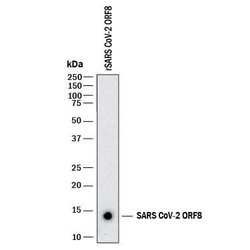 SARS-CoV-2 ORF8 Antibody, R D Systems 25 &mu;g; Unconjugated:Antibodies,