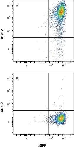 Human ACE-2 Antibody, R D Systems 25 &mu;g; Unconjugated:Antibodies, Monoclonal