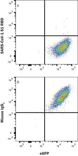 SARS-CoV-2 Spike RBD Antibody, R D Systems:Antibodies:Primary Antibodies