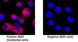 Human GPR88 Antibody, R D Systems:Antibodies:Primary Antibodies