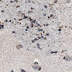 Human GPR88 Antibody, R D Systems 100 &mu;g; Unconjugated:Antibodies, Monoclonal