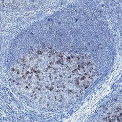 Human PD-1 Antibody, R D Systems 25 &mu;g; Unconjugated:Antibodies, Monoclonal