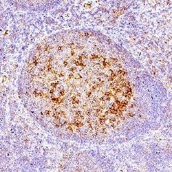 Human PD-1 Antibody, R D Systems:Antibodies:Primary Antibodies