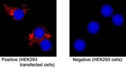 SARS-CoV-2 Spike S2 Subunit Antibody, R D Systems:Antibodies:Primary Antibodies