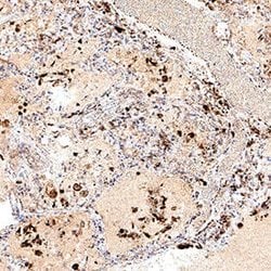 SARS-CoV-2 Spike S2 Subunit Antibody, R D Systems:Antibodies:Primary Antibodies