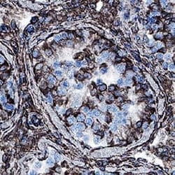 Biotin Antibody, R D Systems 25 &mu;g; Unconjugated:Antibodies, Monoclonal