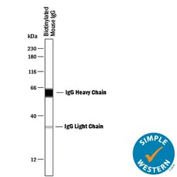 Biotin Antibody, R D Systems 25 &mu;g; Unconjugated:Antibodies, Monoclonal