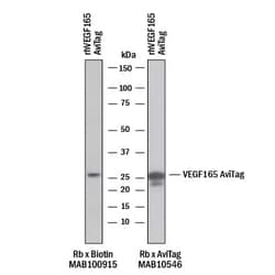 Biotin Antibody, R D Systems 25 &mu;g; Unconjugated:Antibodies, Monoclonal