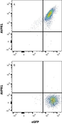 Human V1a Vasopressin R/AVPR1A Antibody, R D Systems 100 &mu;g; Unconjugated:Anticuerpos