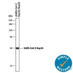 SARS-CoV-2 NSP16 Antibody, R D Systems 100 &mu;g; Unconjugated:Antibodies,