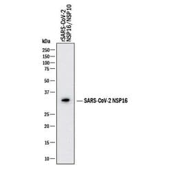 SARS-CoV-2 NSP16 Antibody, R D Systems 100 &mu;g; Unconjugated:Antibodies,