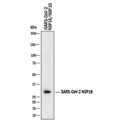 SARS-CoV-2 NSP16 Antibody, R D Systems 25 &mu;g; Unconjugated:Anticuerpos
