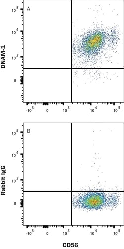 Human DNAM-1/CD226 Antibody, R D Systems 100 &mu;g; Unconjugated:Antibodies,