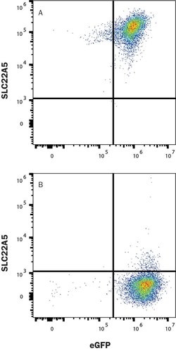 Human OCTN2/SLC22A5 Antibody, R D Systems 25 &mu;g | Buy Online | R&D Systems | Fisher Scientific