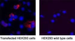 SARS-CoV-2 Spike RBD Antibody, R D Systems 25 &mu;g; Unconjugated:Antibodies,