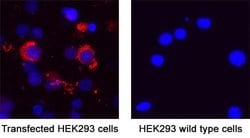 SARS-CoV-2 Spike RBD Antibody, R D Systems:Antibodies:Primary Antibodies