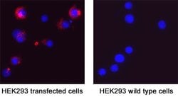 HCoV-NL63 Human Coronavirus Spike RBD Antibody, R D Systems 25 &mu;g; Unconjugated:Antikroppar