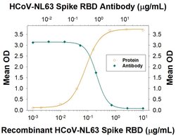 HCoV-NL63 Human Coronavirus Spike RBD Antibody, R D Systems 25 &mu;g; Unconjugated:Antibodies,