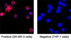 Human ErbB2/Her2 (Research Grade Trastuzumab Biosimilar) Antibody, R D