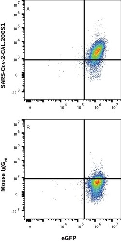 SARS-CoV-2 Spike RBD Antibody, R D Systems:Antibodies:Primary Antibodies