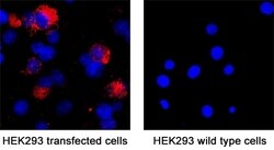 SARS-CoV-2 Spike RBD Antibody, R D Systems:Antibodies:Primary Antibodies