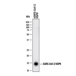 SARS-CoV-2 NSP9 Antibody, R D Systems 25 &mu;g | Buy Online | R&D Systems | Fisher Scientific