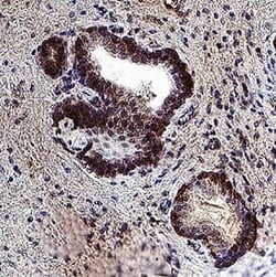 Human GPR108 Antibody, R D Systems 25 &mu;g; Unconjugated:Antibodies, Monoclonal