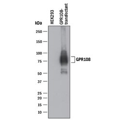Human GPR108 Antibody, R D Systems 25 &mu;g; Unconjugated:Antibodies, Monoclonal
