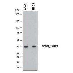 Human GPR81 Antibody, R D Systems 25 &mu;g; Unconjugated:Antibodies, Monoclonal