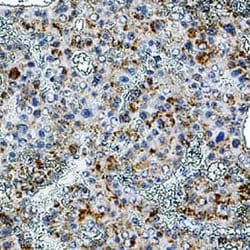 Human Adenosine A1R Antibody, R D Systems 25 &mu;g; Unconjugated:Antibodies,