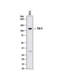 Human TLR4 Antibody, R D Systems 100 &mu;g; Unconjugated:Antibodies, Monoclonal