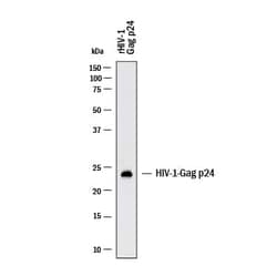 Viral HIV-1 Gag p24 Antibody, R D Systems 25 &mu;g; Unconjugated:Antibodies,