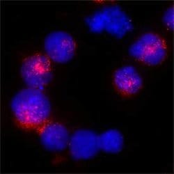 Human Erythropoietin R Antibody, R D Systems 25 &mu;g; Unconjugated:Antibodies,