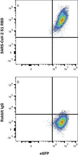 SARS-CoV-2 Spike RBD Antibody, R D Systems 100 &mu;g | Buy Online | R&D Systems | Fisher Scientific
