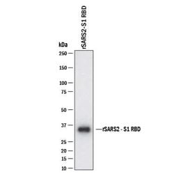 SARS-CoV-2 Spike RBD Antibody, R D Systems 100 &mu;g | Buy Online | R&D Systems | Fisher Scientific